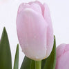 Tulip Seeds Tulip Flower 120 Particles / lot