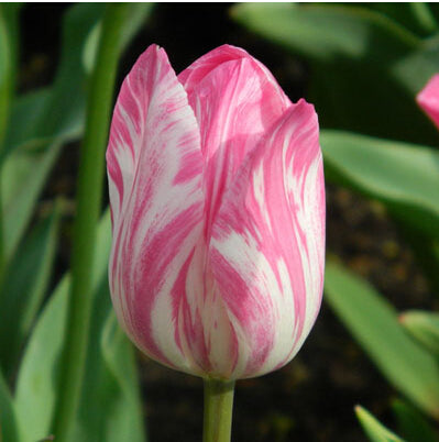 Tulip Seeds Tulip Flower 120 Particles / lot