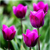 Tulip Seeds Tulip Flower 120 Particles / lot