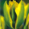 Tulip Seeds Tulip Flower 120 Particles / lot