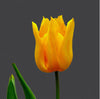 Tulip Seeds Tulip Flower 120 Particles / lot