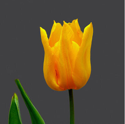 Tulip Seeds Tulip Flower 120 Particles / lot