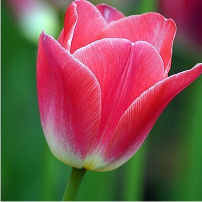 Tulip Seeds Tulip Flower 120 Particles / lot