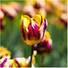 Tulip Seeds Tulip Flower 120 Particles / lot