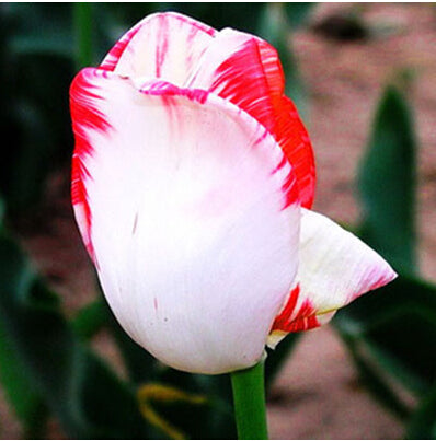 Tulip Seeds Tulip Flower 120 Particles / lot