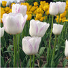 Tulip Seeds Tulip Flower 120 Particles / lot