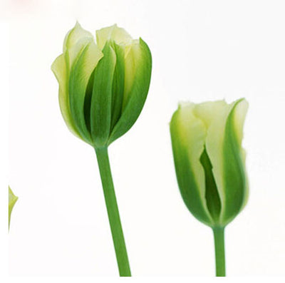 Tulip Seeds Tulip Flower 120 Particles / lot