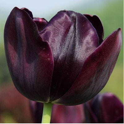 Tulip Seeds Tulip Flower 120 Particles / lot