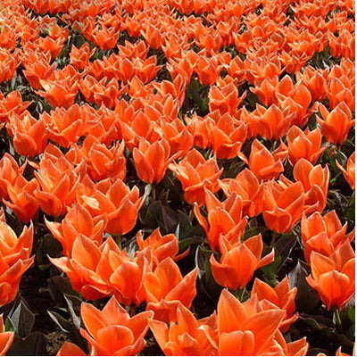 Tulip Seeds Tulip Flower 120 Particles / lot